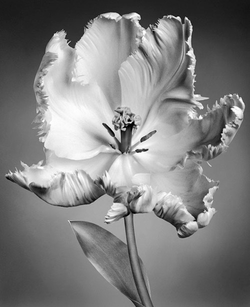 Tulipa 'White Parrot'