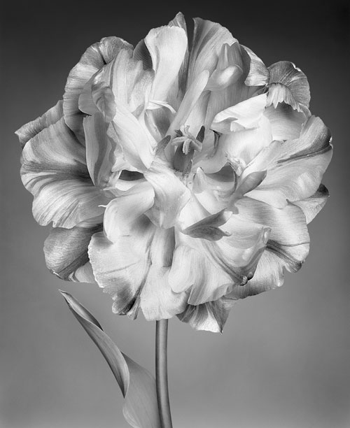  Tulipa 'Murillo'