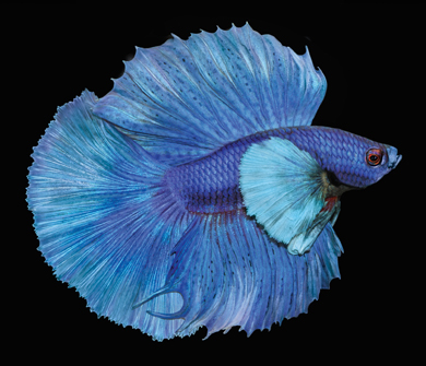 Peter Arnold Blue Fish