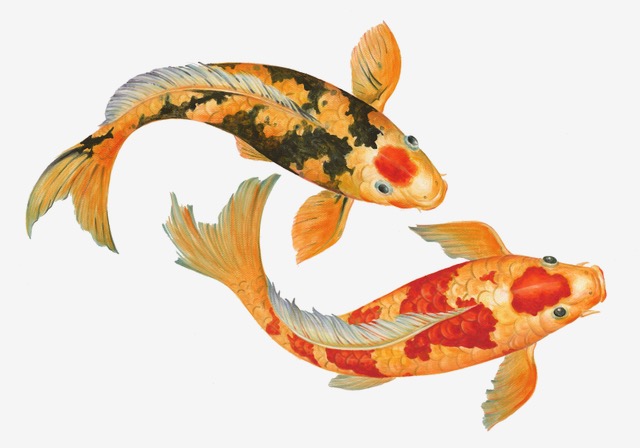 Koi by Peter Arnold