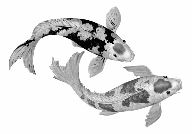 Koi by Peter Arnold