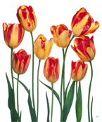 Peter Arnold Tulips