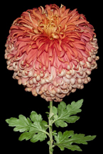 Peter Arnold - Odour of Chrysanthemums