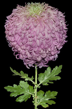 Peter Arnold - Odour of Chrysanthemums