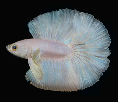 Peter Arnold White Fish
