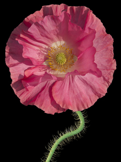 Peter Arnold Poppies