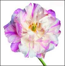 Flower Art