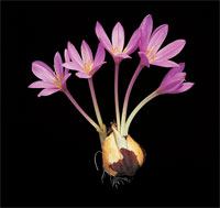 Peter Arnold - Bulbs In Bloom (1)