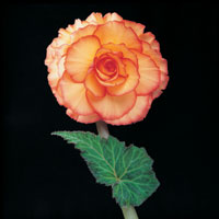 Peter Arnold - Bulbs In Bloom (100)