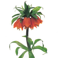 Peter Arnold - Bulbs In Bloom (101)