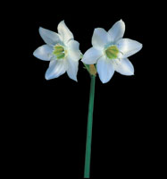 Peter Arnold - Bulbs In Bloom (102)