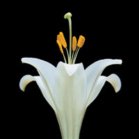 Peter Arnold - Bulbs In Bloom (103)