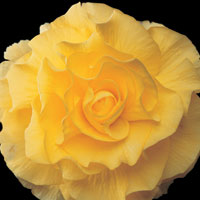 Peter Arnold - Bulbs In Bloom (106)