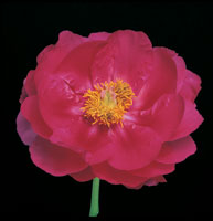 Peter Arnold - Bulbs In Bloom (110)