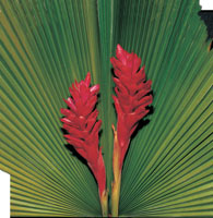 Peter Arnold - Bulbs In Bloom (111)