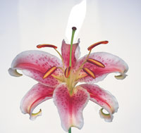 Peter Arnold - Bulbs In Bloom (0)