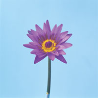 Peter Arnold - Bulbs In Bloom (25)