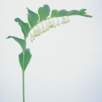 Peter Arnold - Bulbs In Bloom (6)