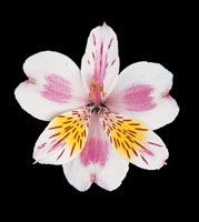 Peter Arnold - Bulbs In Bloom (d)