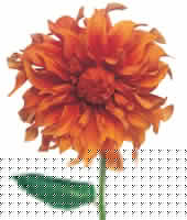 Peter Arnold - Bulbs In Bloom (62)