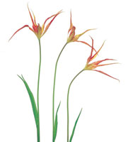 Peter Arnold - Bulbs In Bloom (68)