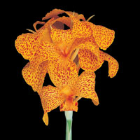 Peter Arnold - Bulbs In Bloom (69)