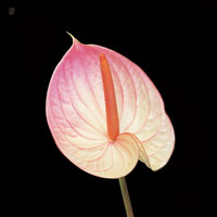 Peter Arnold - Bulbs In Bloom (70)