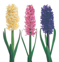 Peter Arnold - Bulbs In Bloom (71)