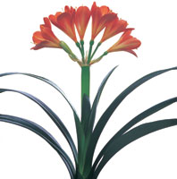 Peter Arnold - Bulbs In Bloom (72)