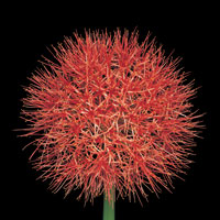 Peter Arnold - Bulbs In Bloom (73)