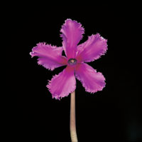 Peter Arnold - Bulbs In Bloom (74)