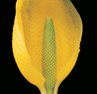 Peter Arnold - Bulbs In Bloom (75)