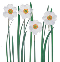 Peter Arnold - Bulbs In Bloom (76)