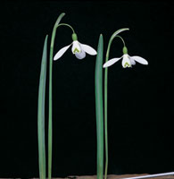 Peter Arnold - Bulbs In Bloom (80)