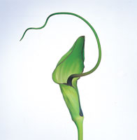 Peter Arnold - Bulbs In Bloom (81)