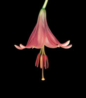 Peter Arnold - Bulbs In Bloom (82)