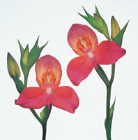 Peter Arnold - Bulbs In Bloom (83)