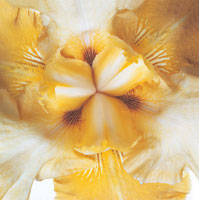 Peter Arnold - Bulbs In Bloom (85)