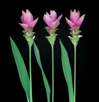 Peter Arnold - Bulbs In Bloom (86)