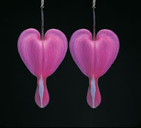 Peter Arnold - Bulbs In Bloom (87)