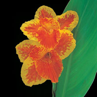 Peter Arnold - Bulbs In Bloom (89)