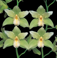 Peter Arnold - Bulbs In Bloom (91)