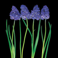 Peter Arnold - Bulbs In Bloom (92)