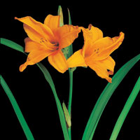 Peter Arnold - Bulbs In Bloom (95)