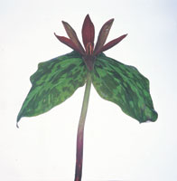 Peter Arnold - Bulbs In Bloom (96)