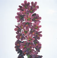 Peter Arnold - Bulbs In Bloom (97)