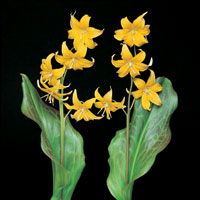 Peter Arnold - Bulbs In Bloom (98)