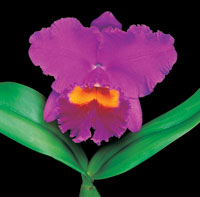 Peter Arnold - Bulbs In Bloom (99)