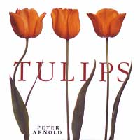 Peter Arnold - Tulips